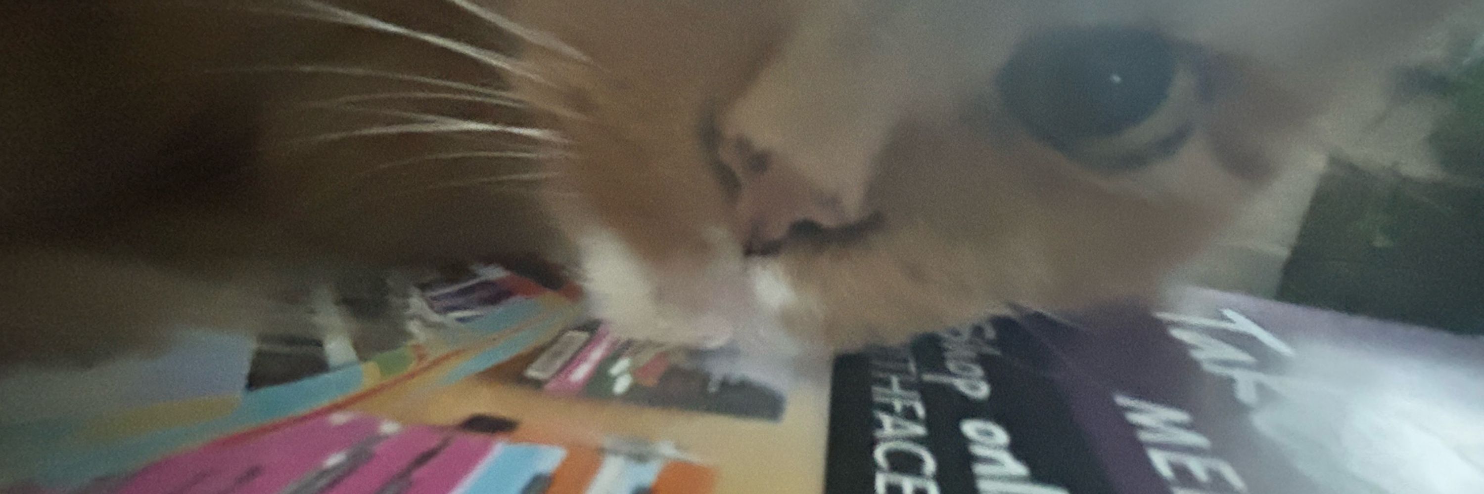 Sarah 🐈🐈‍⬛🍰🧁
