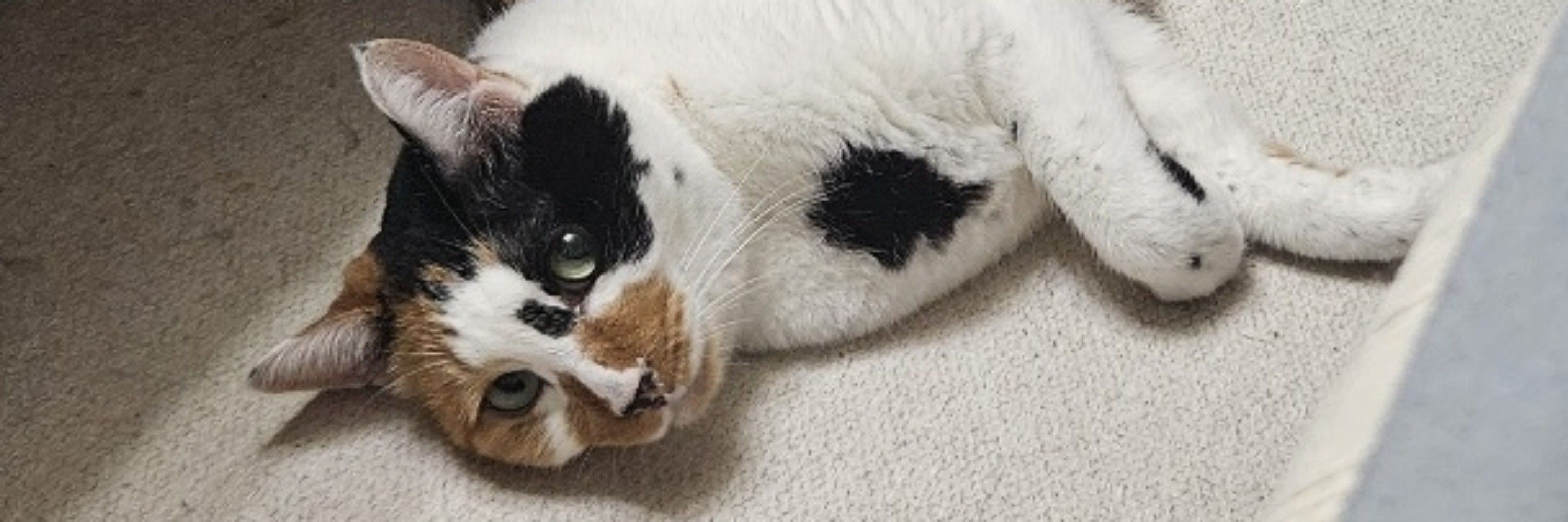 뱃살고양이 봄이