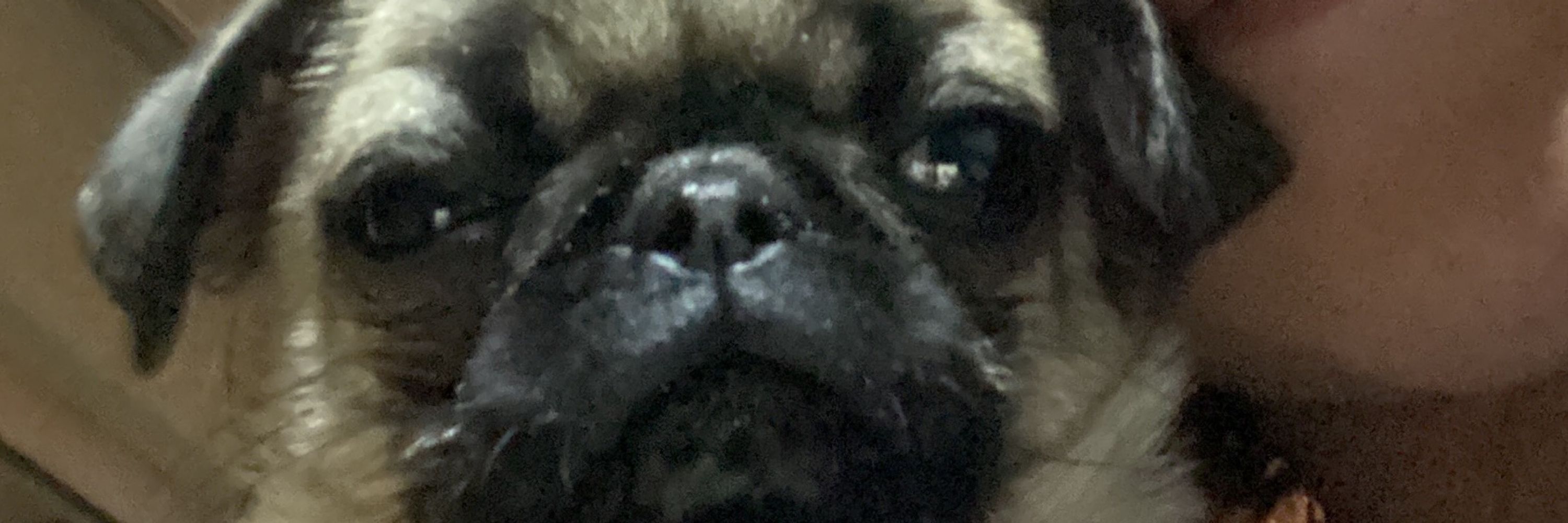 caroline