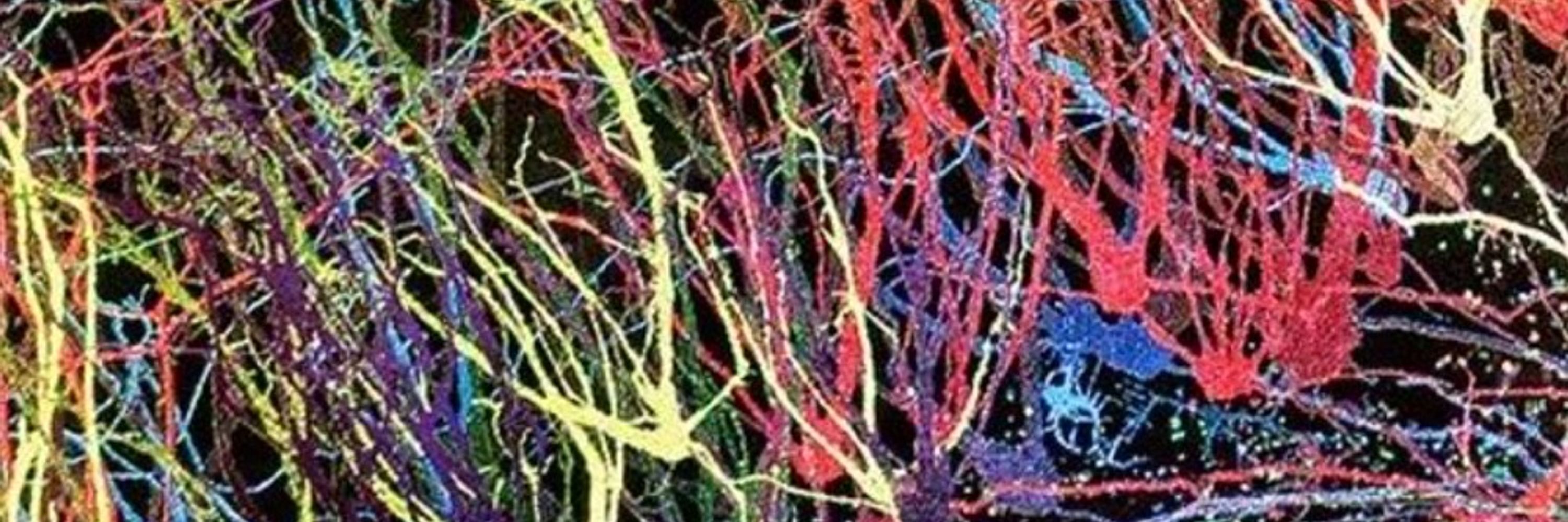 neuropilsen