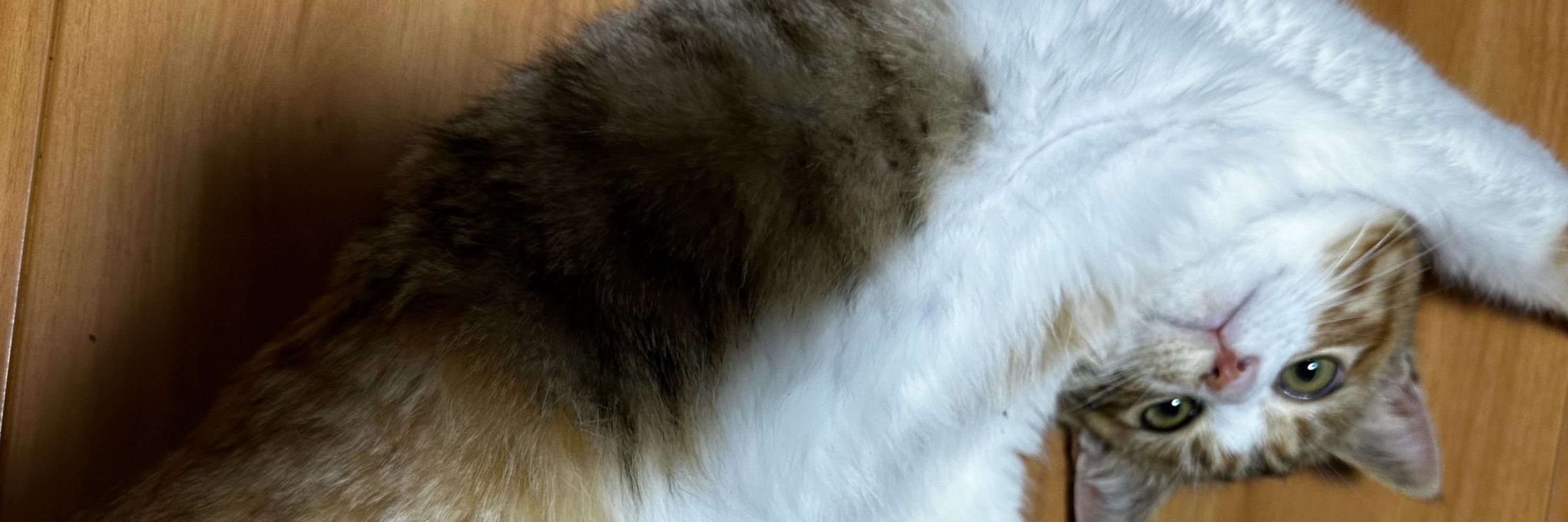 にゃんちゃん