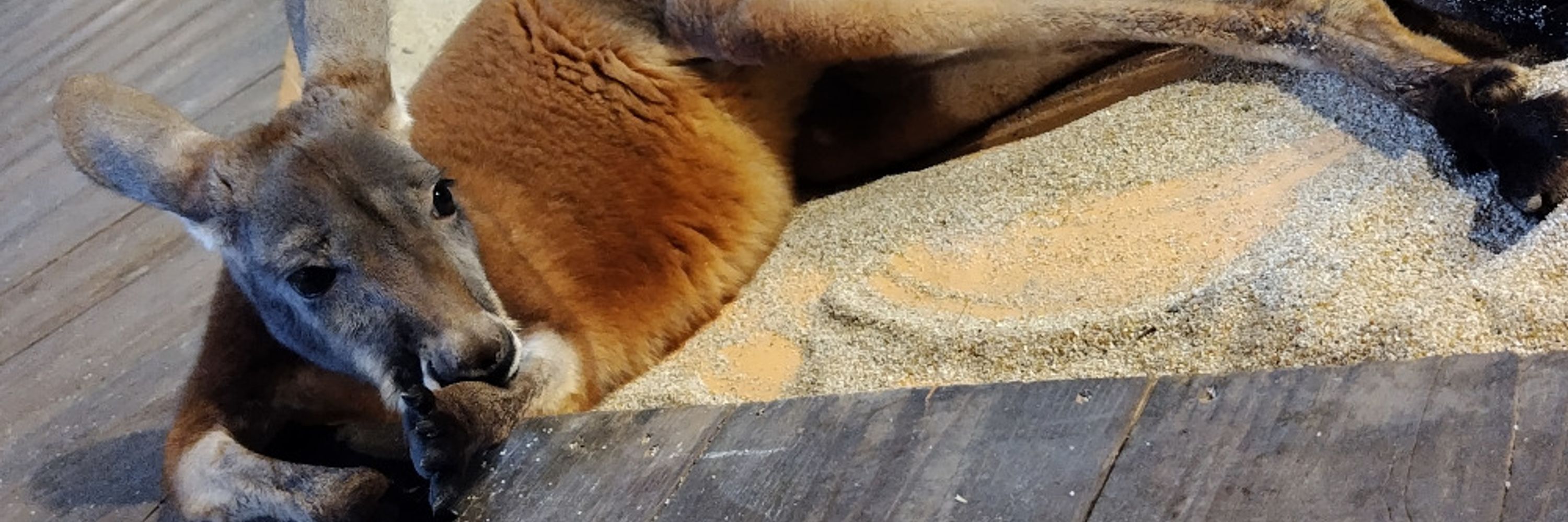 野良ネズミのジュン