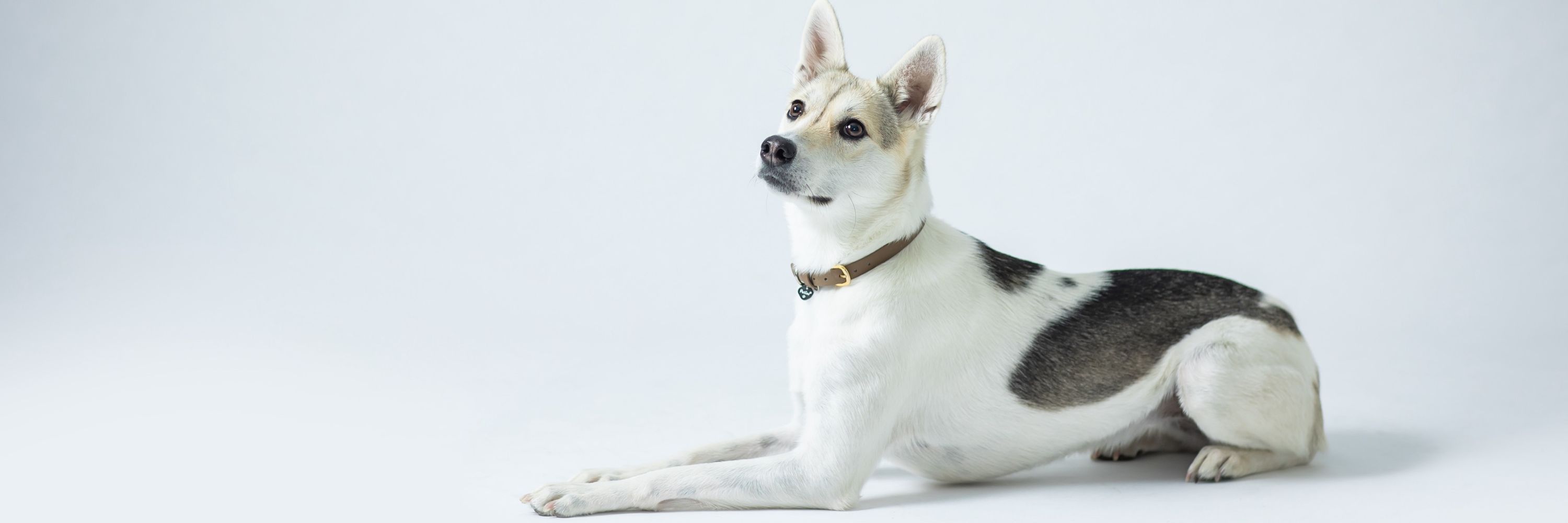 雑種犬つむぎ