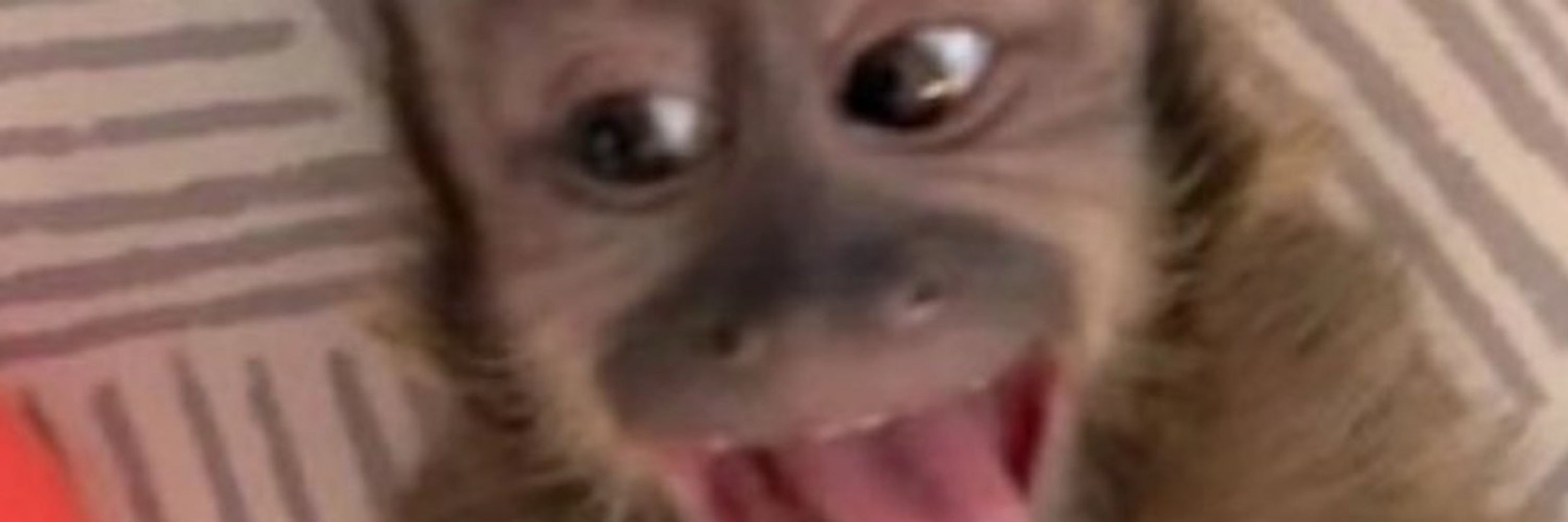 Ygu 