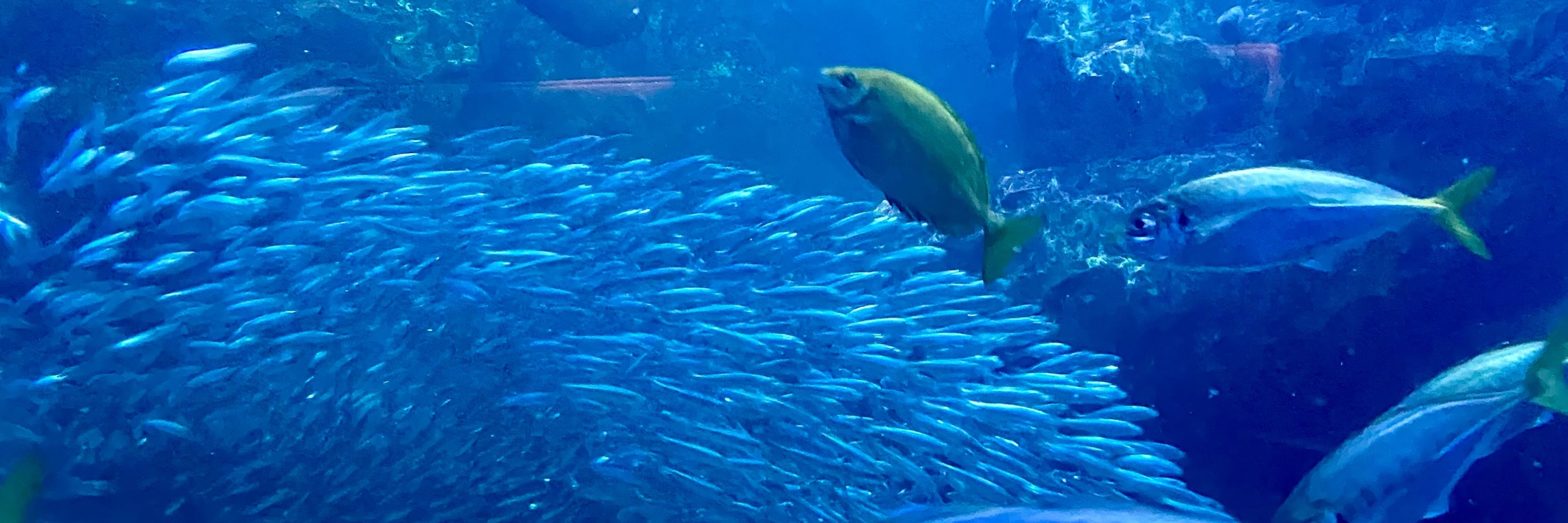 すなめり🐋