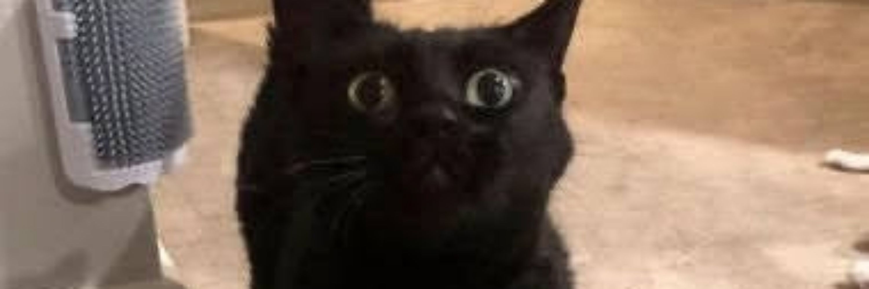AVoidOfCattos