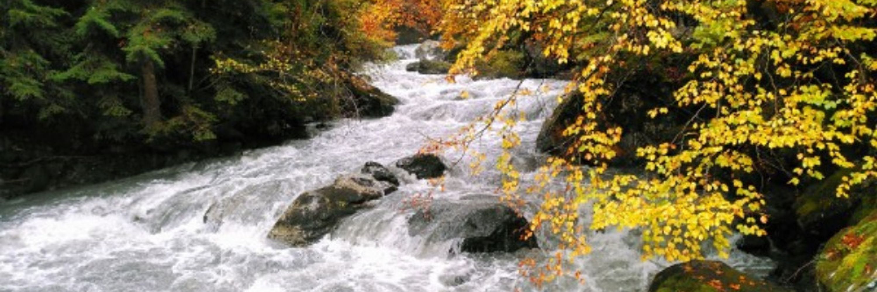 Nevile