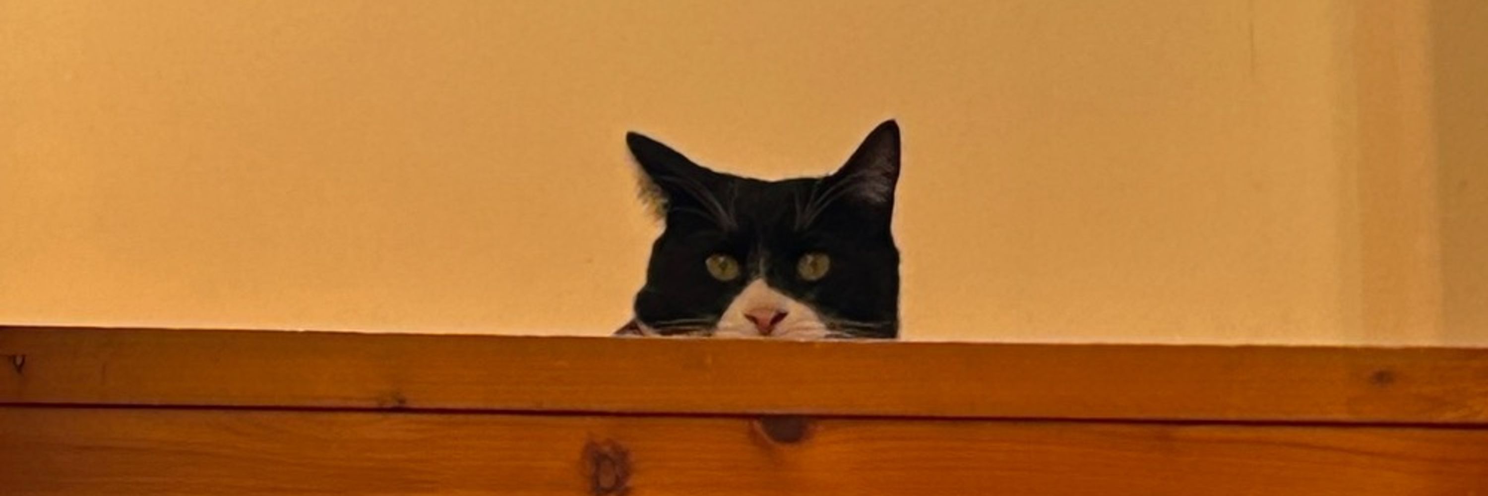 三毛猫