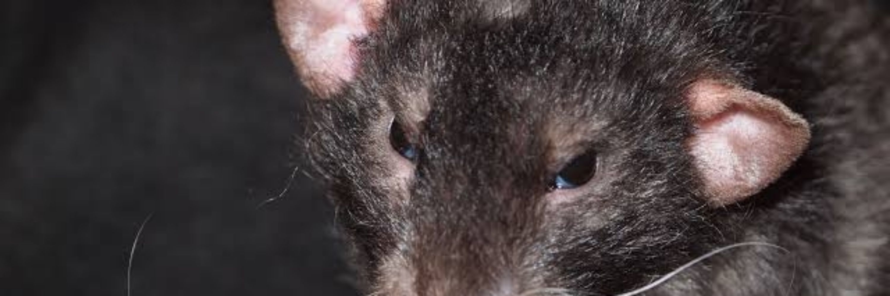 rato