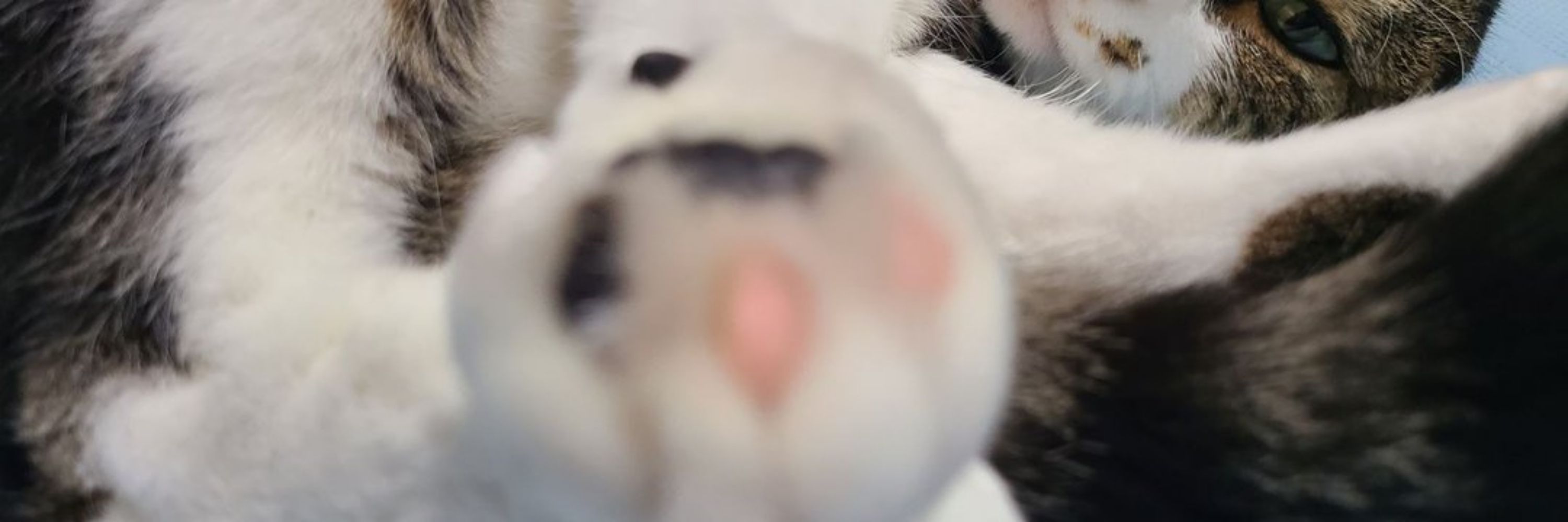 うちの子🐈️🐾🐾🐾