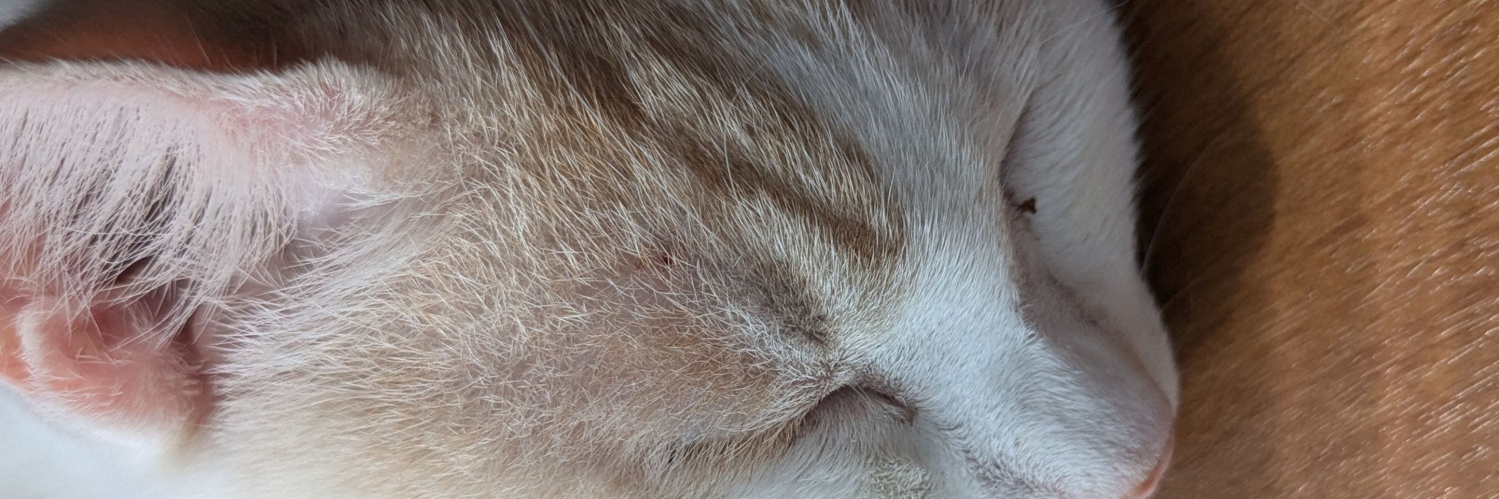 猫は神さま
