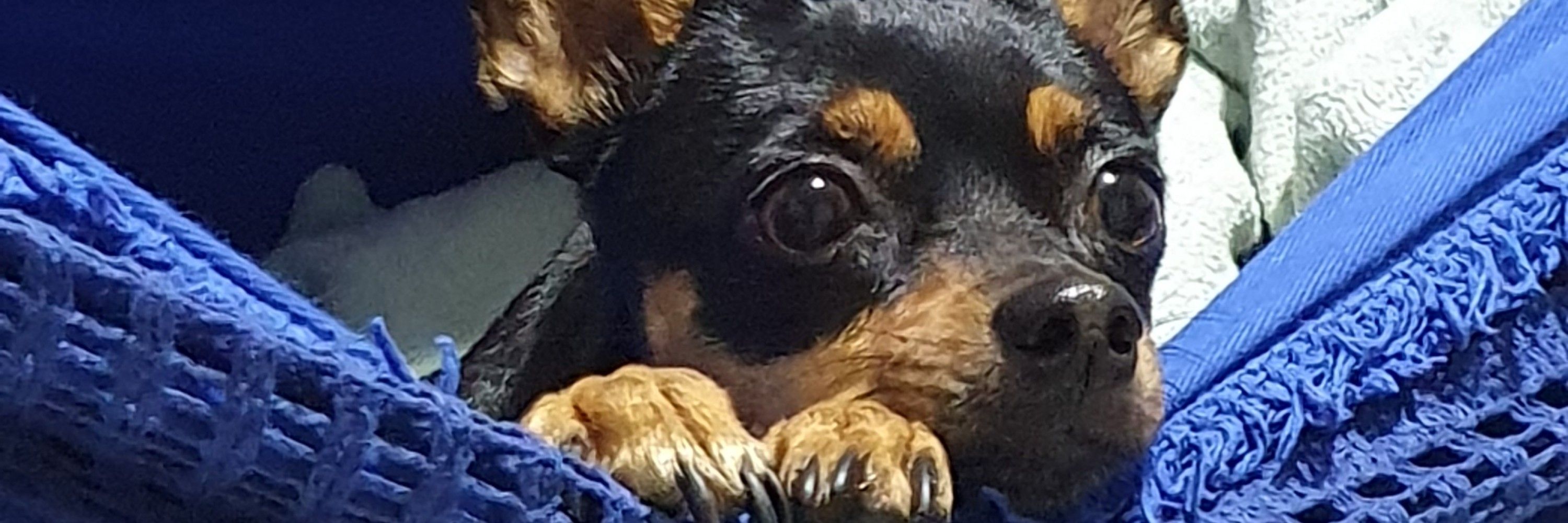 stellinha