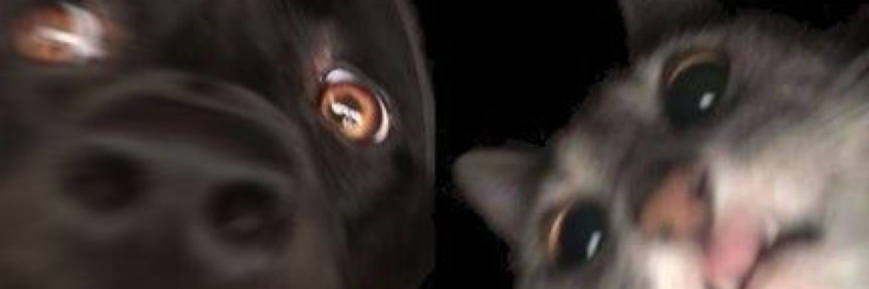 Zig