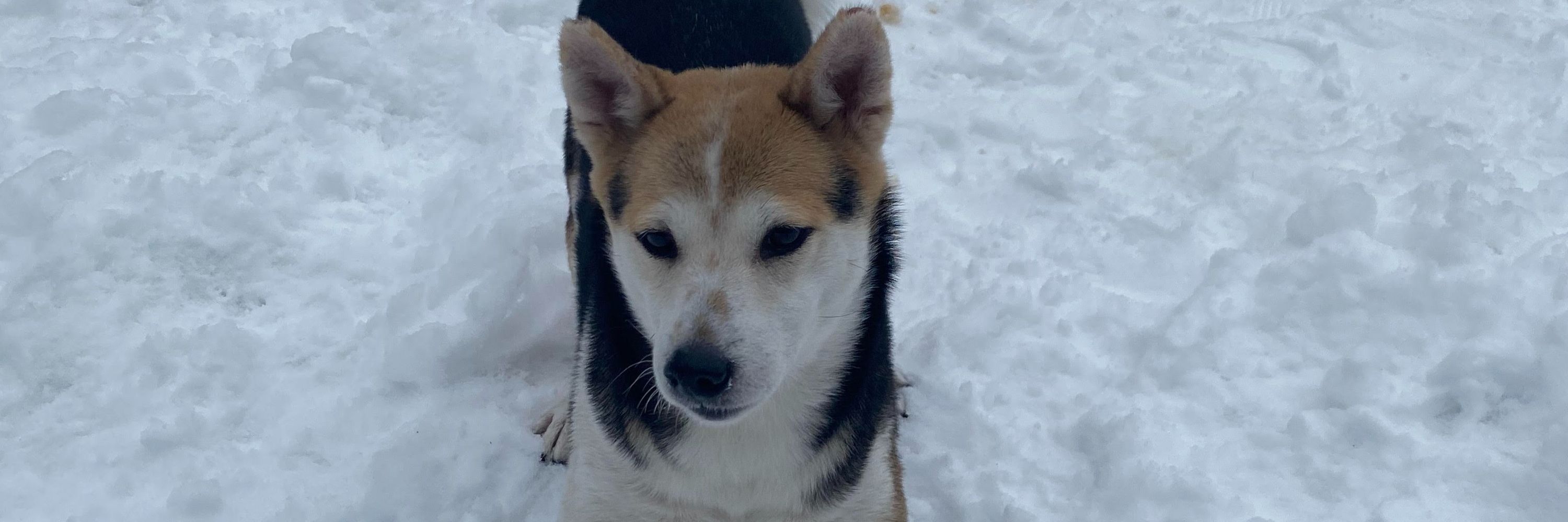 Mishka