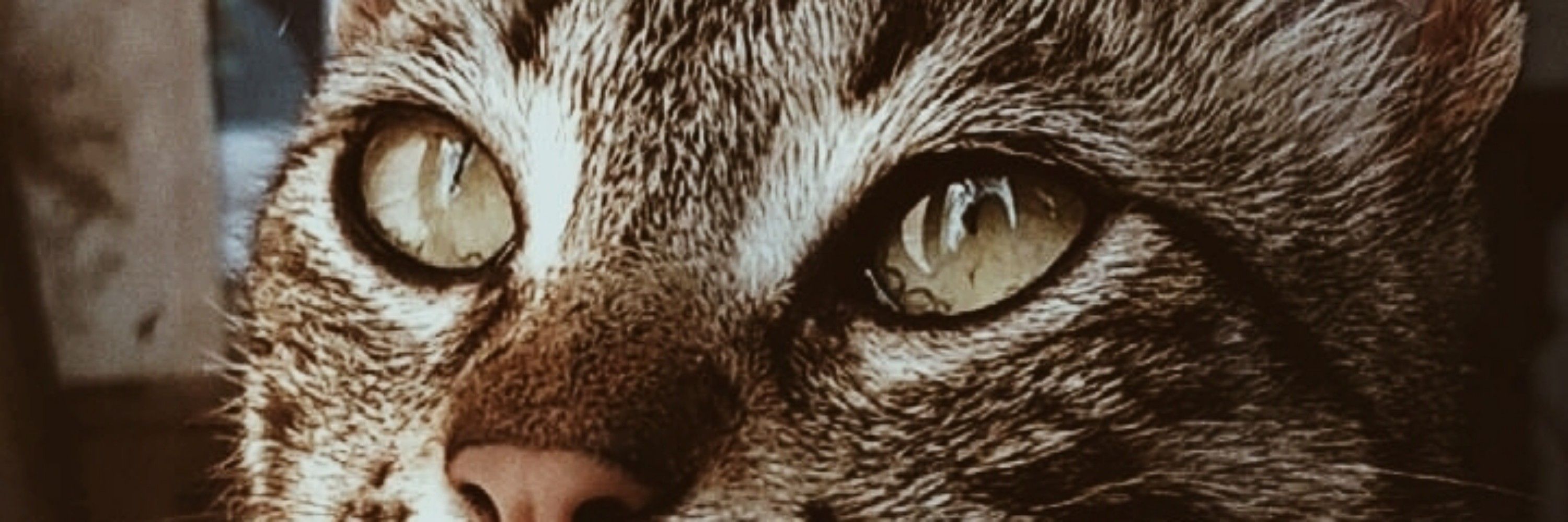 🦊