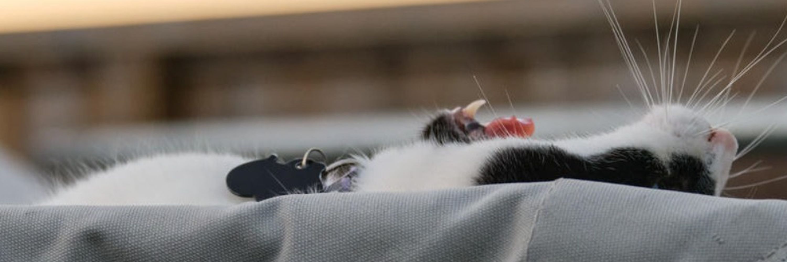 Why Not Cats?