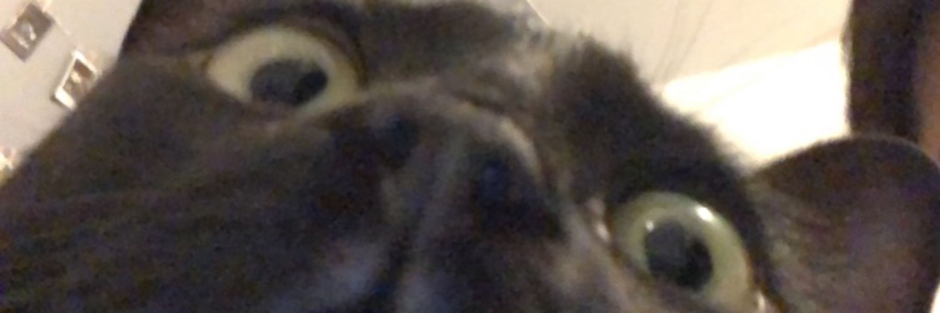 𝑆ℎ𝑎𝑜𝑙𝑎𝑛