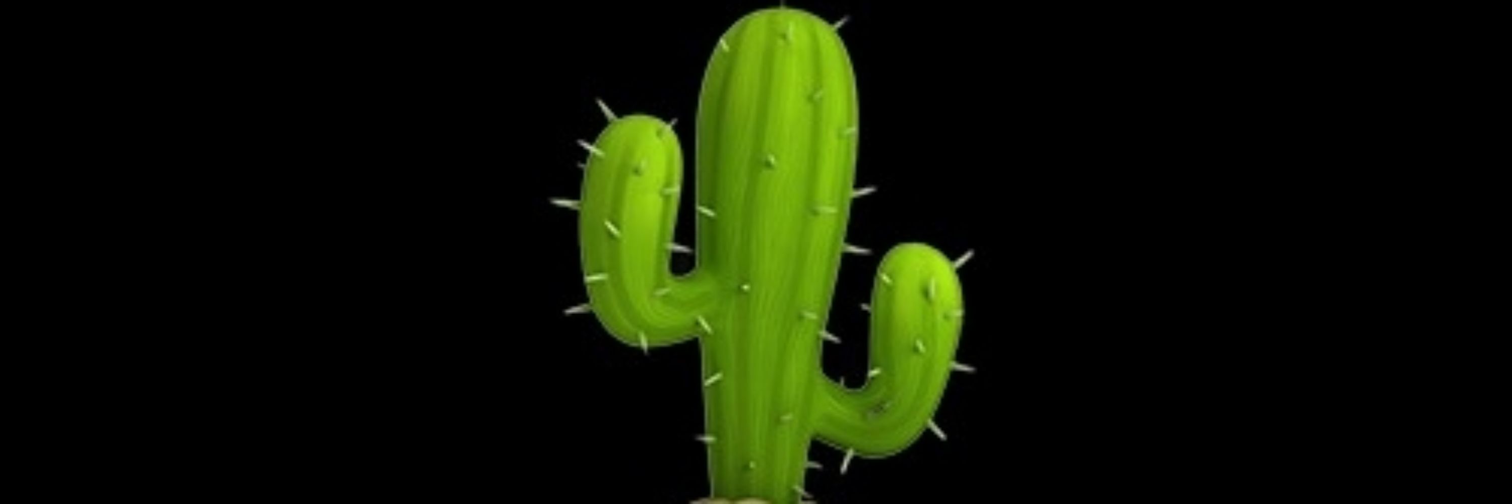 🌵CACTOS🌵INTACTOS🌵