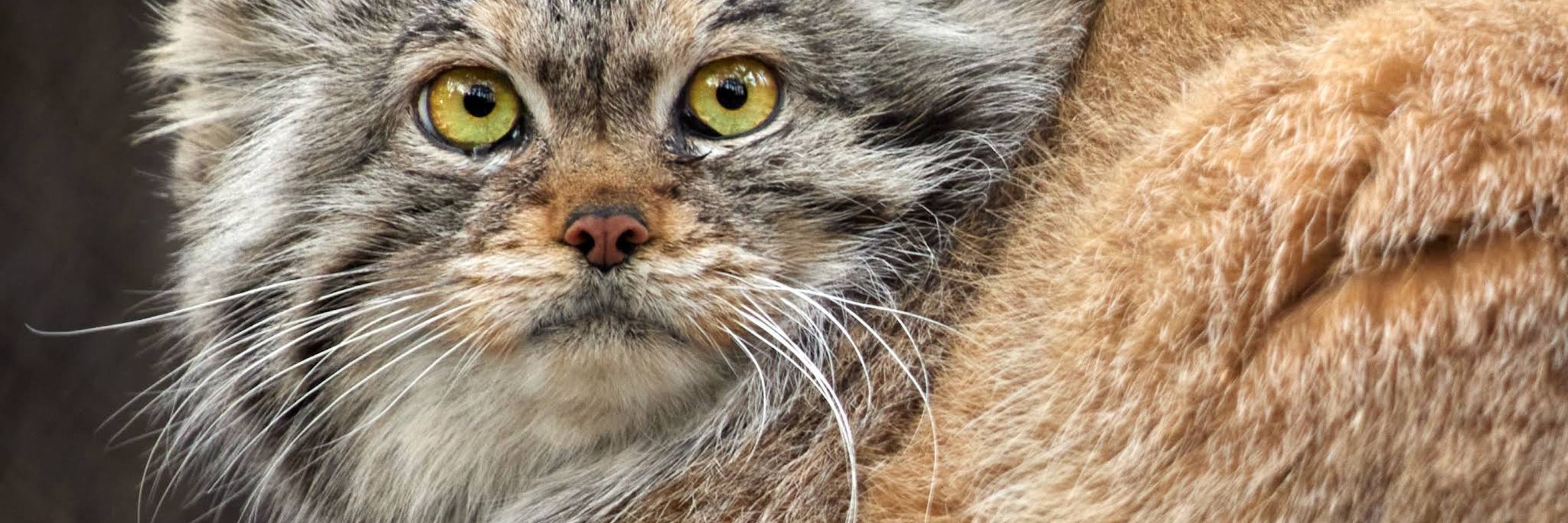 Daily Manul (Unofficial)