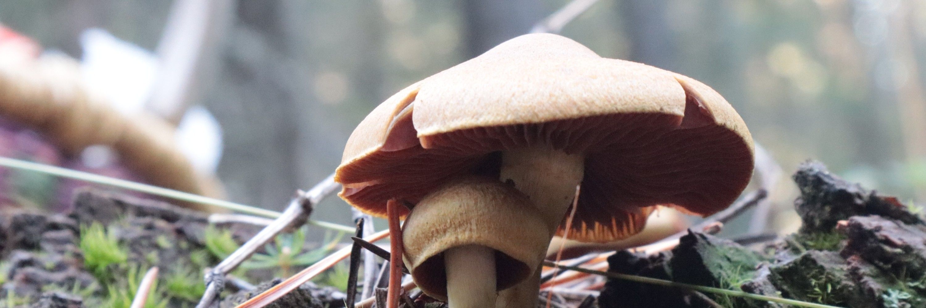 Melcelium