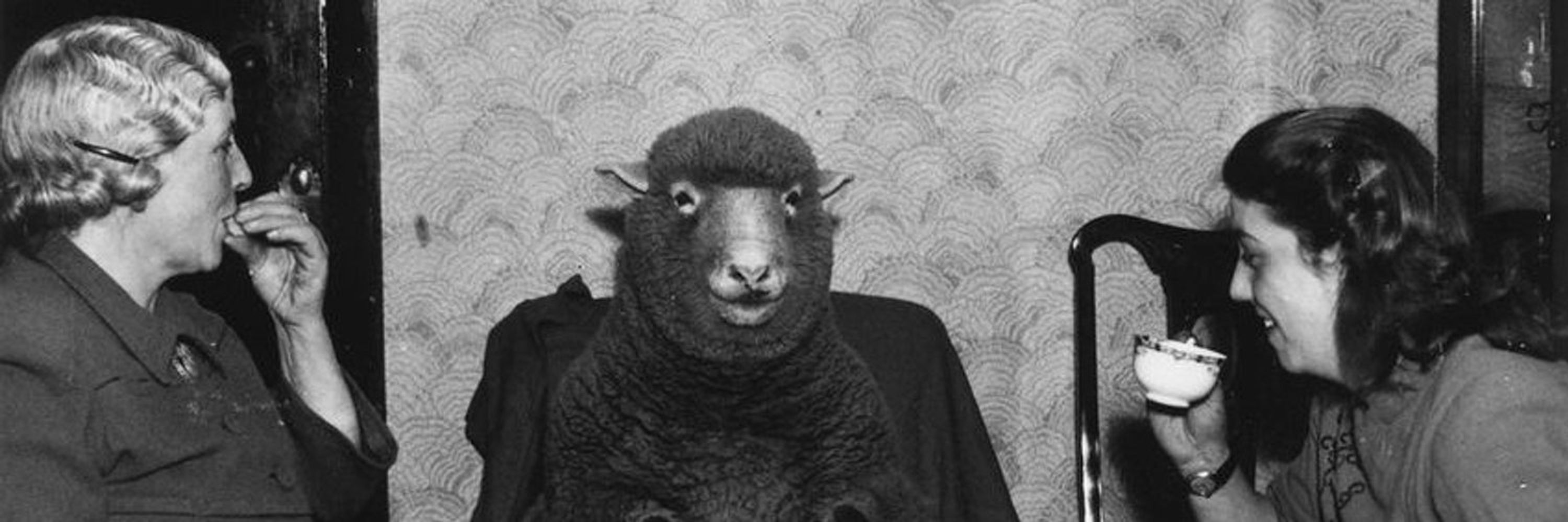 buckdanzig
