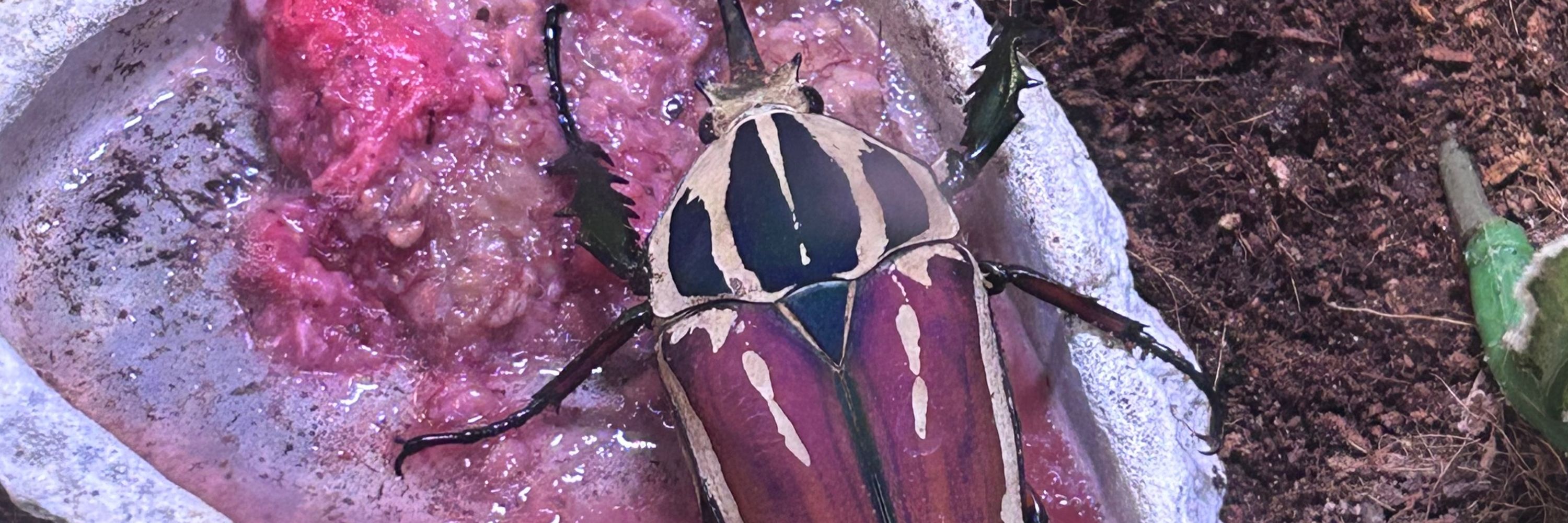 bug sized