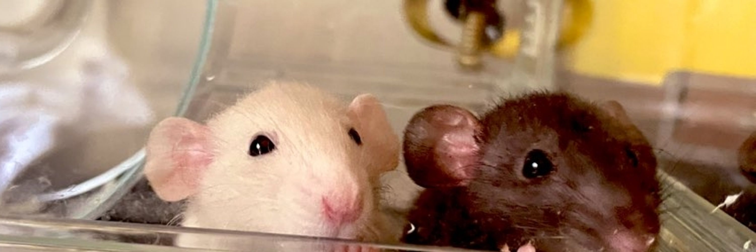 あおし🍕🐭