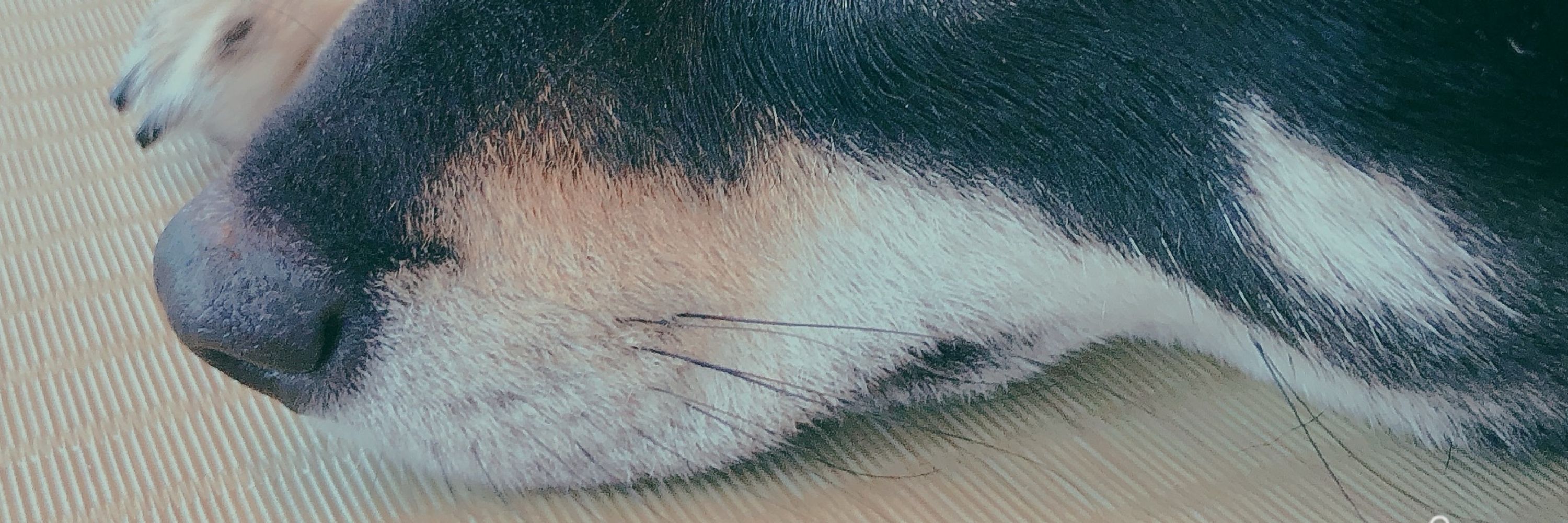 Murphy.A 