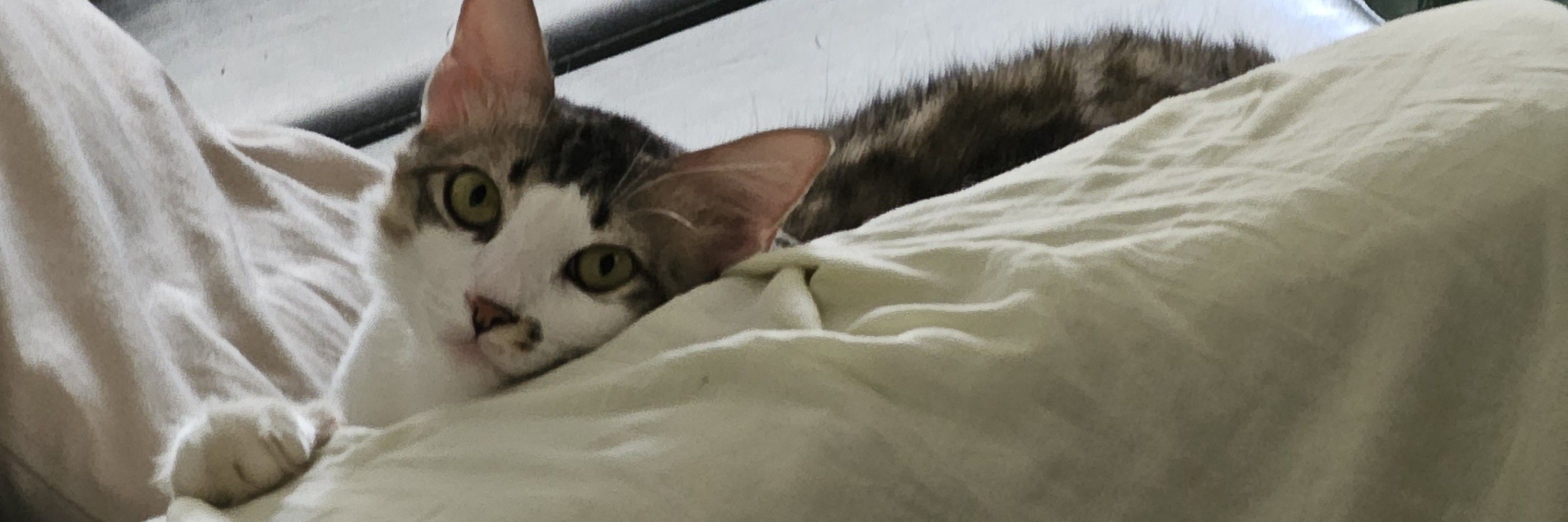 marcelo