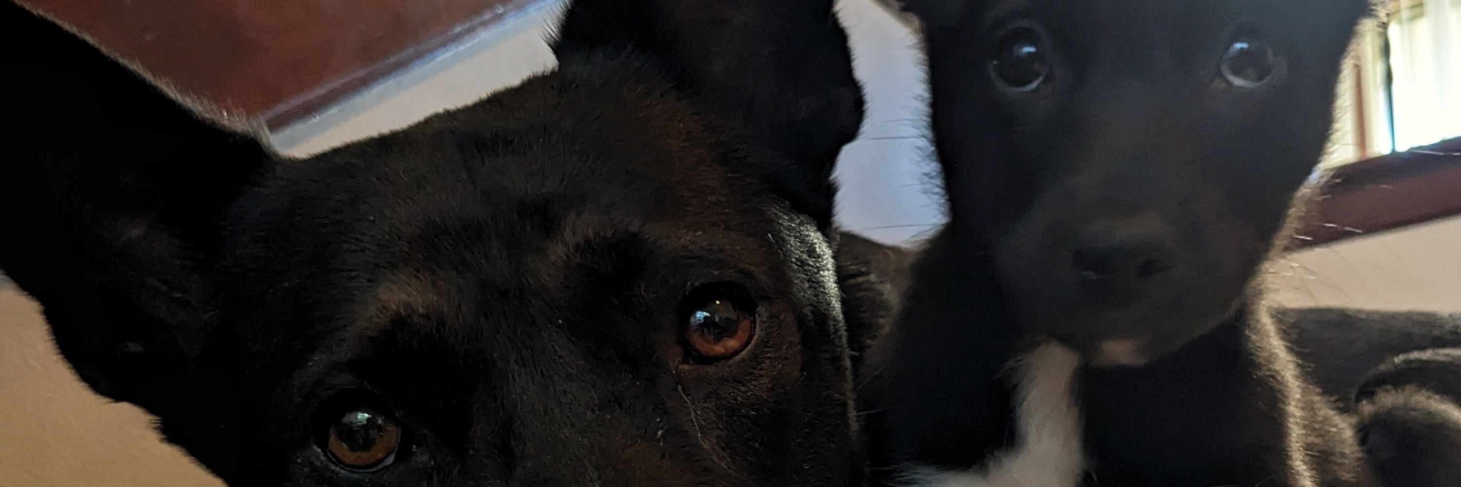 Huck