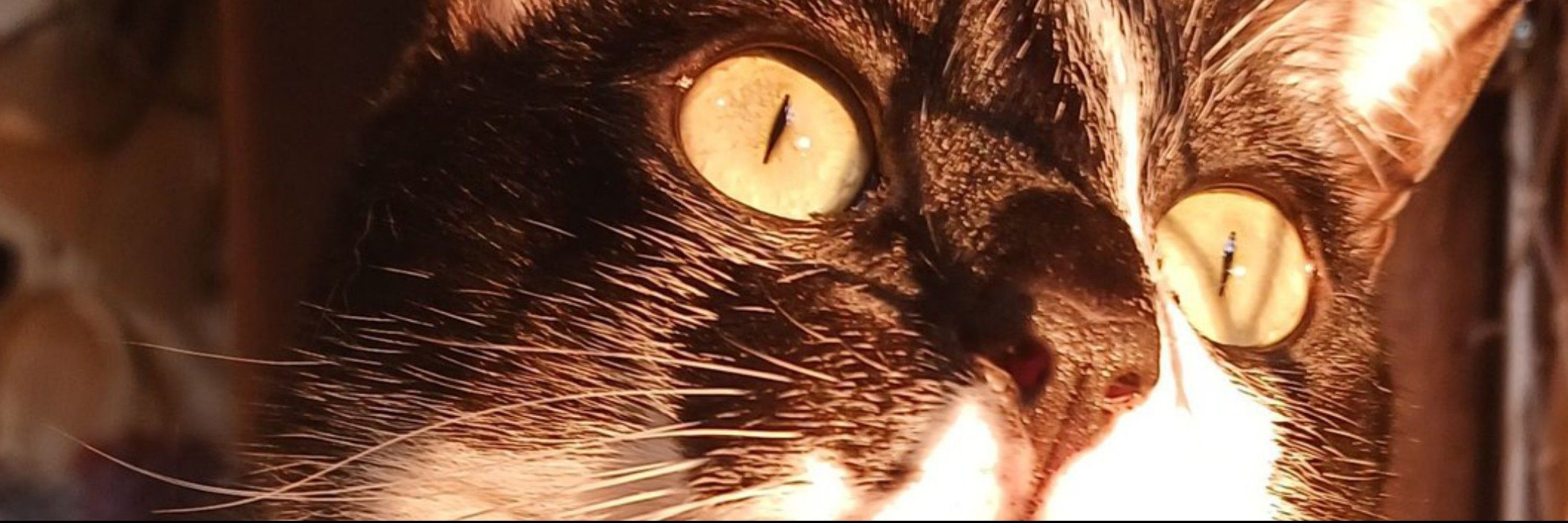 isa