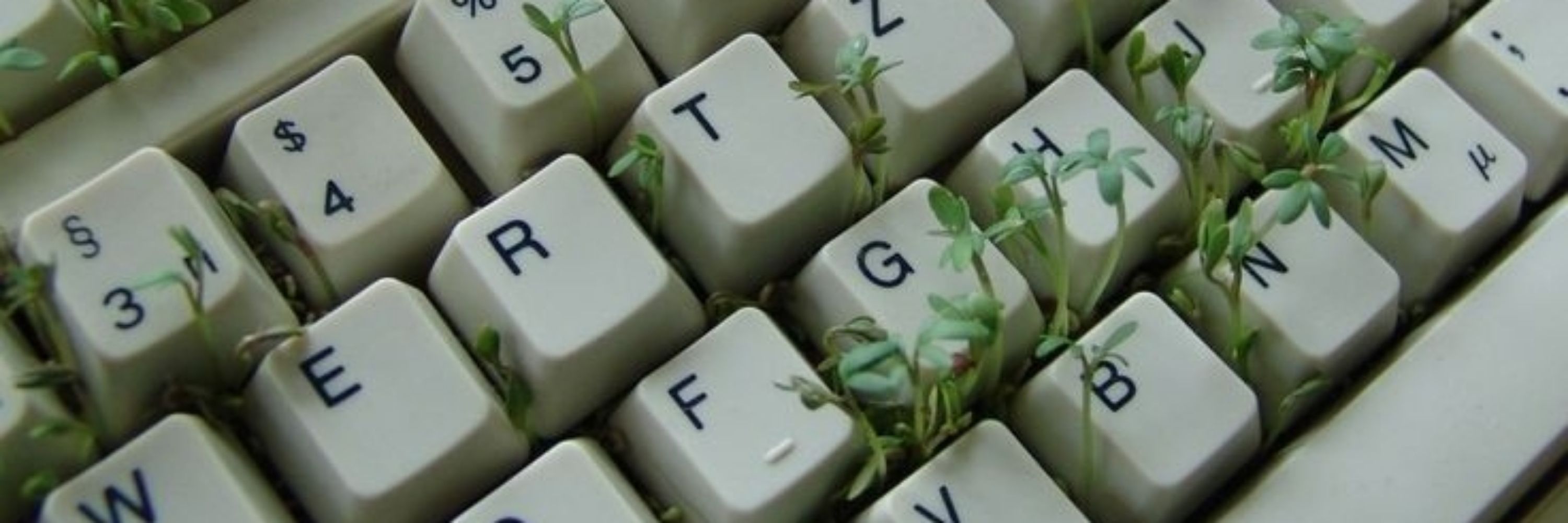 Tef