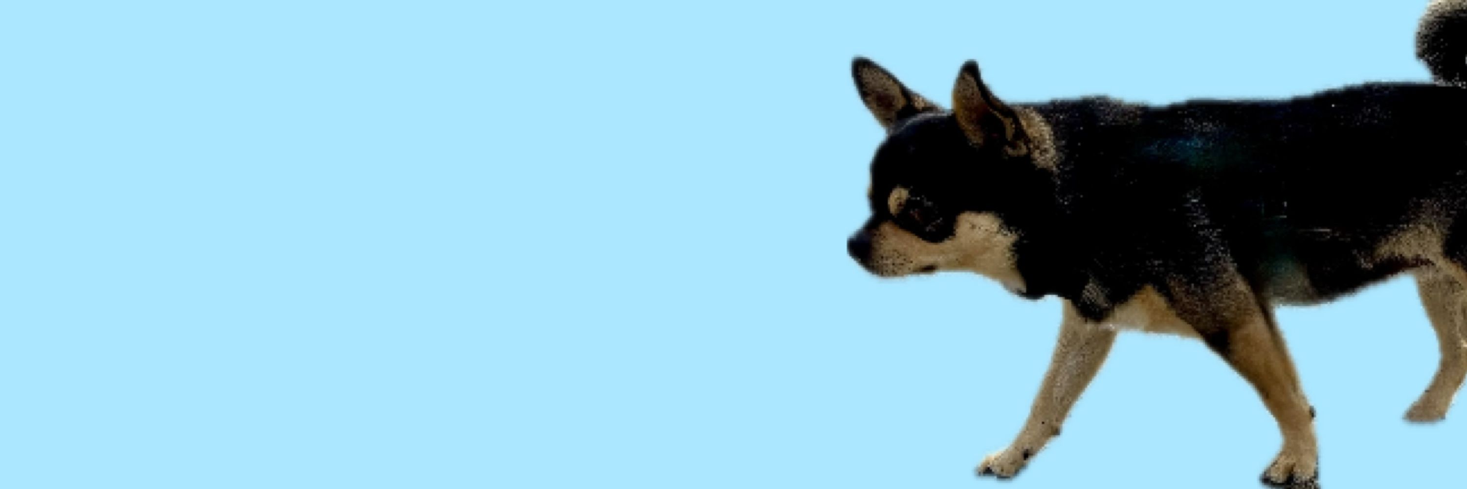 Chihuahua-desu