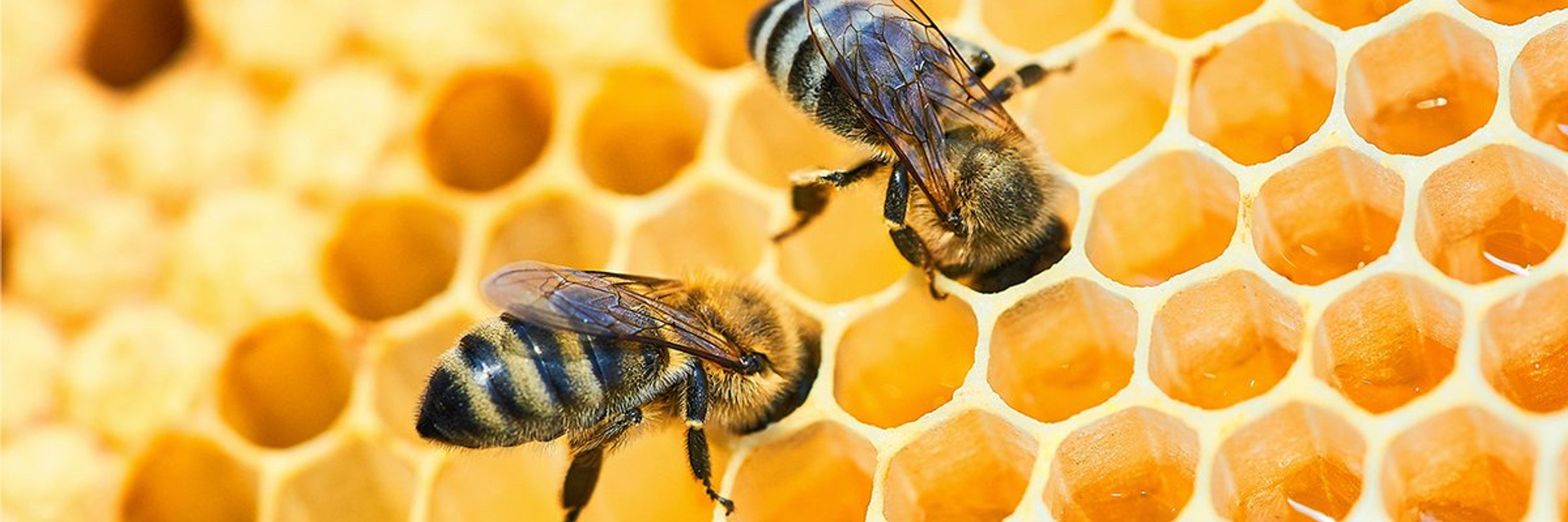 🐝's