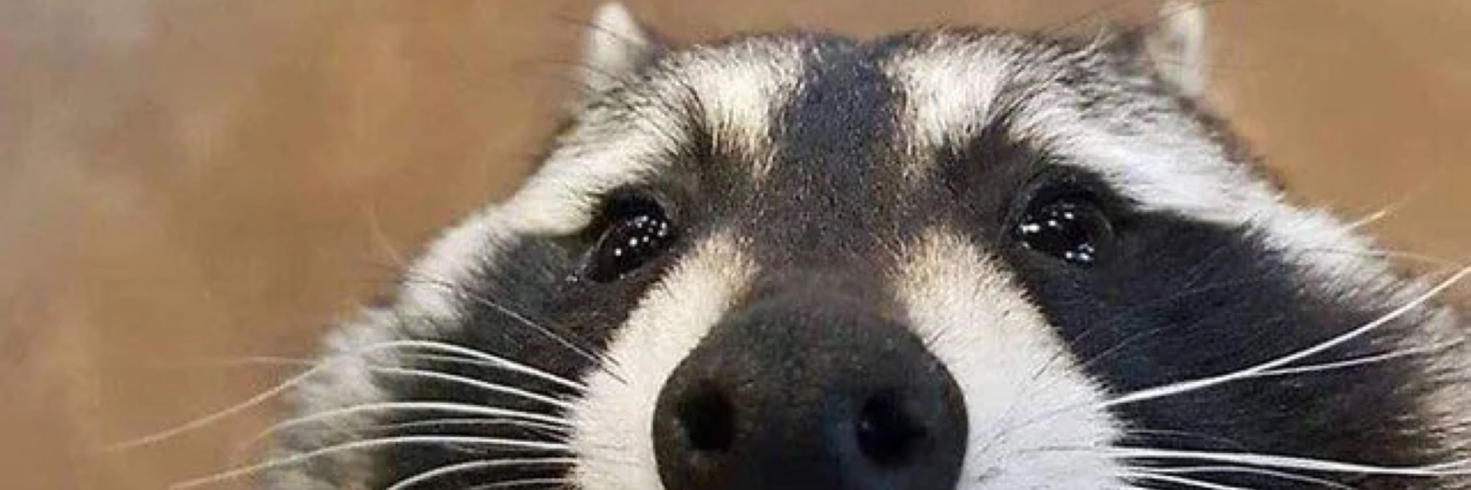 ZennRaccoon