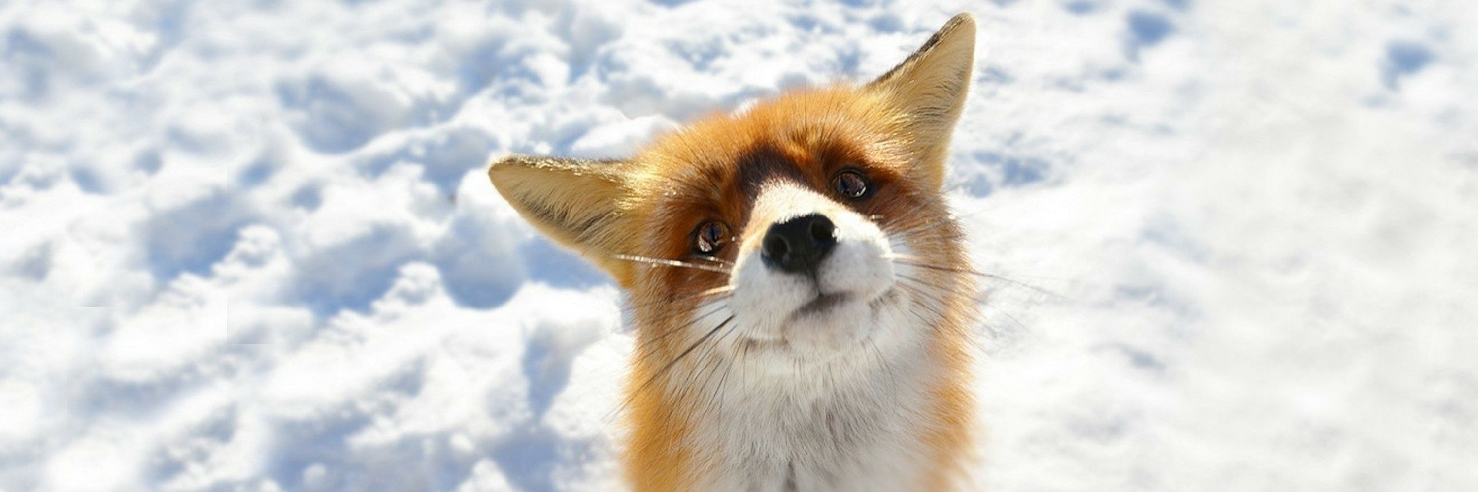 Ms. Vulpes 🦊