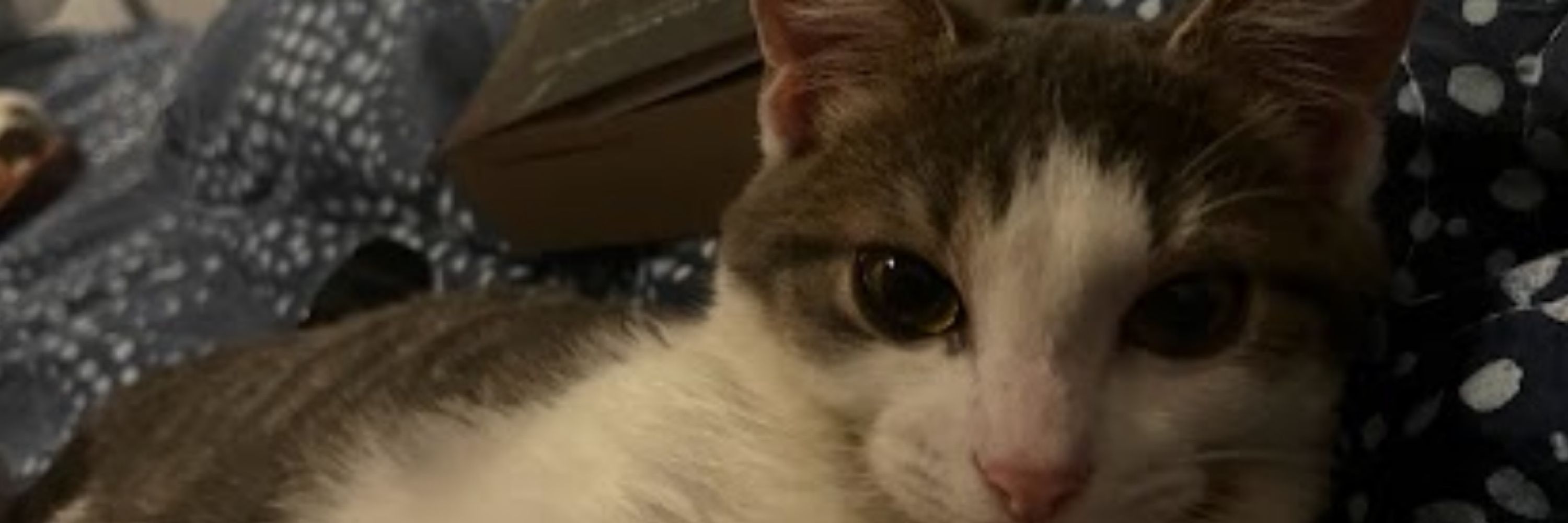 tet 🐈‍⬛