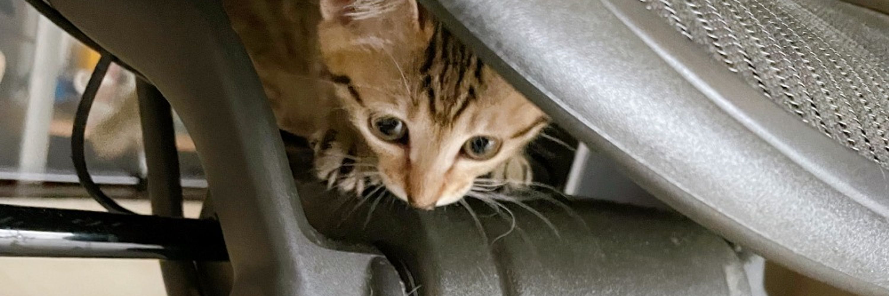高速キョロ