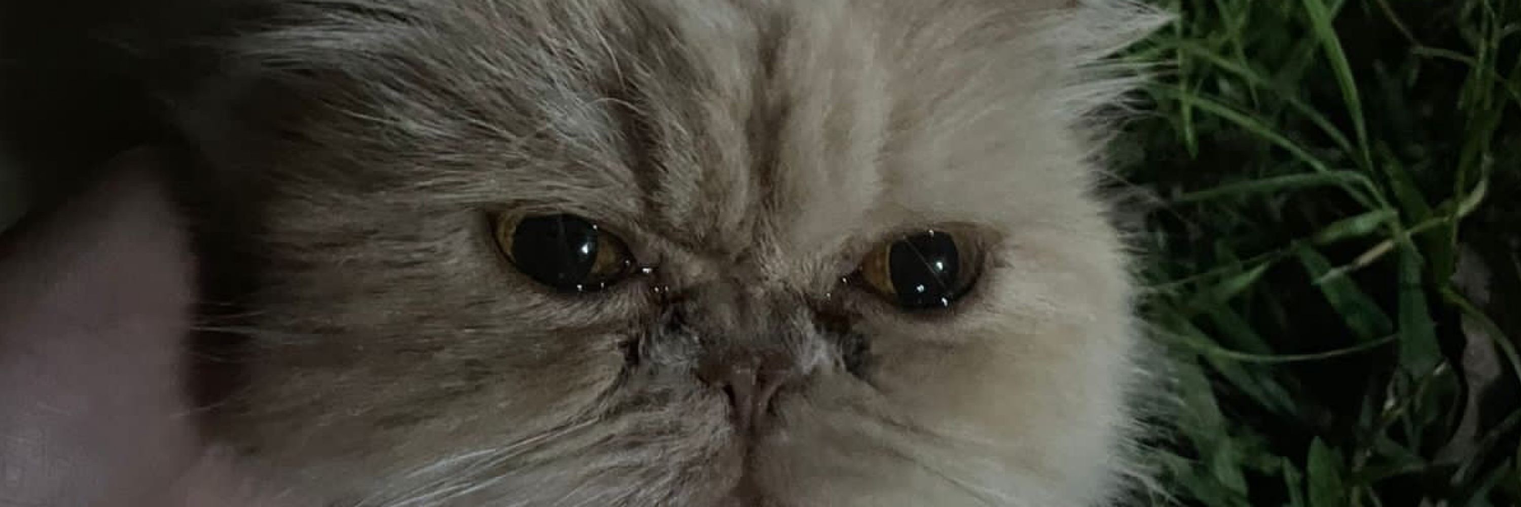 Vitorinha