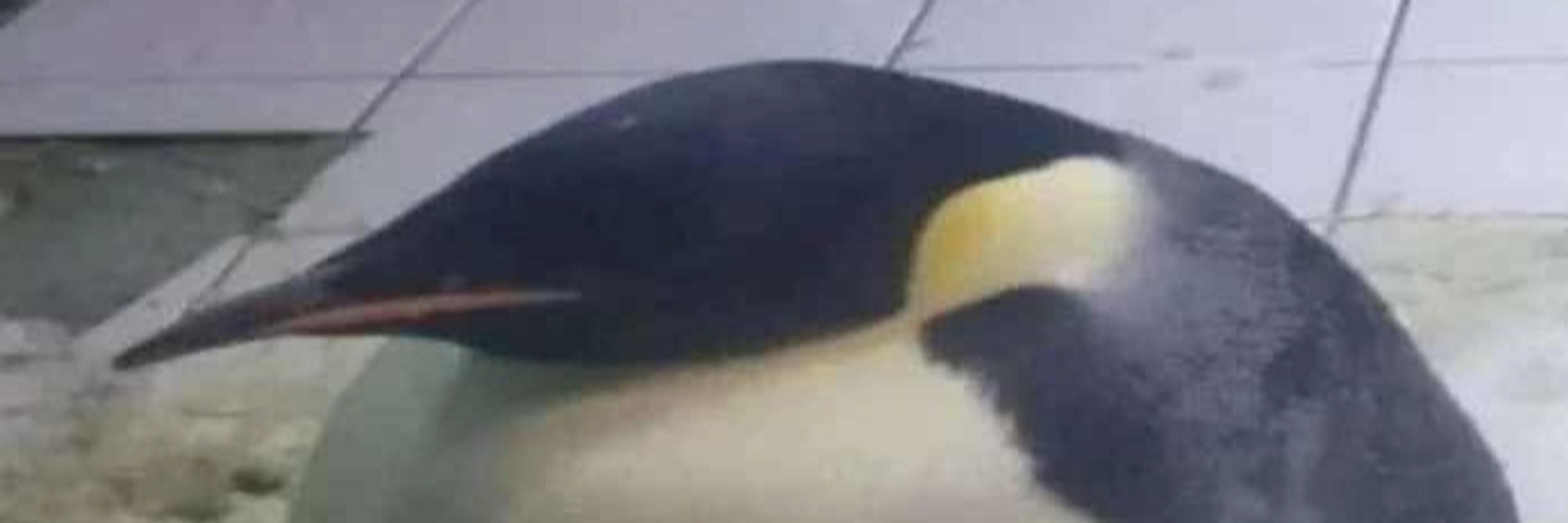 Flopy