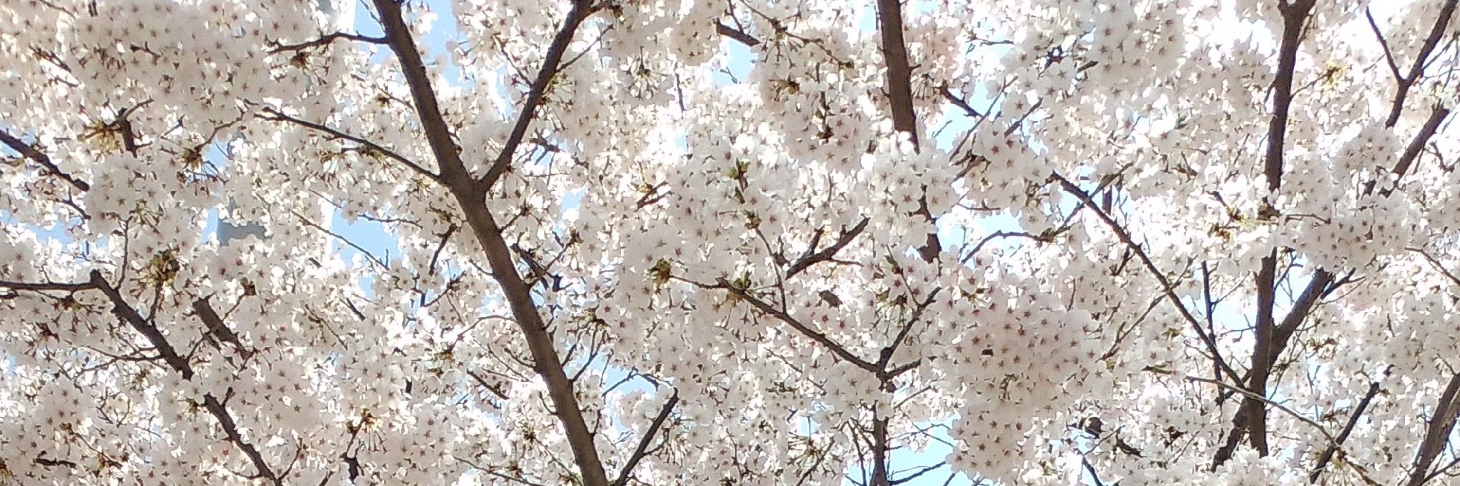 かやの
