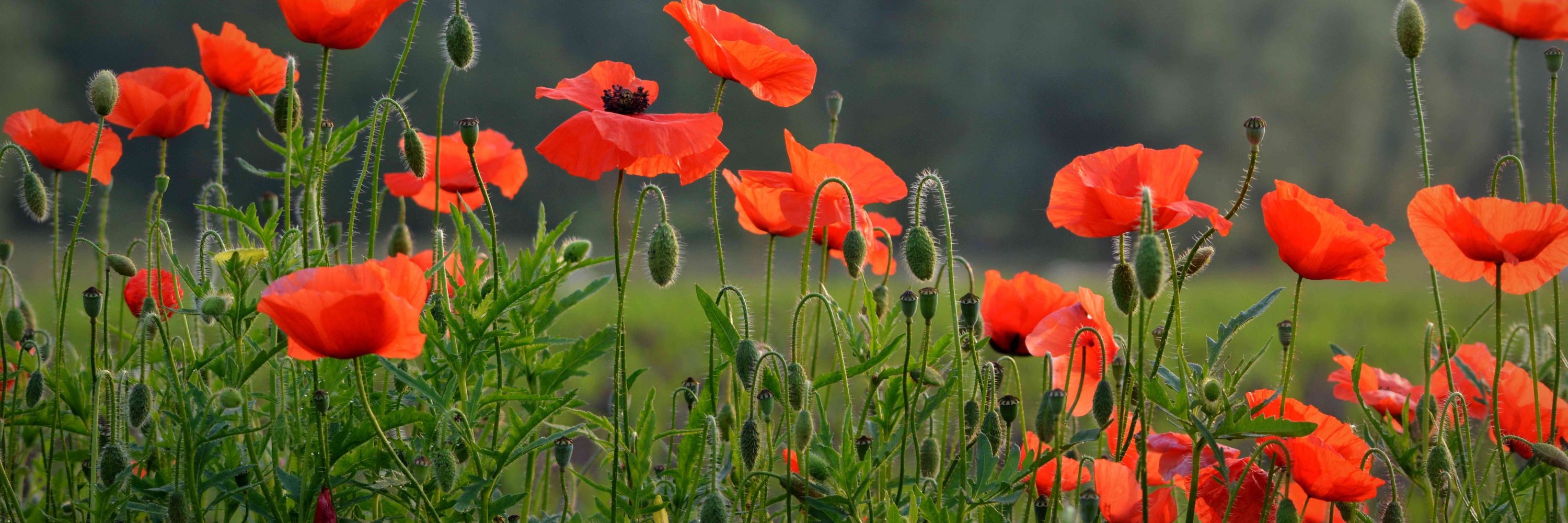 Pesticide Action Network Europe (PAN Europe)