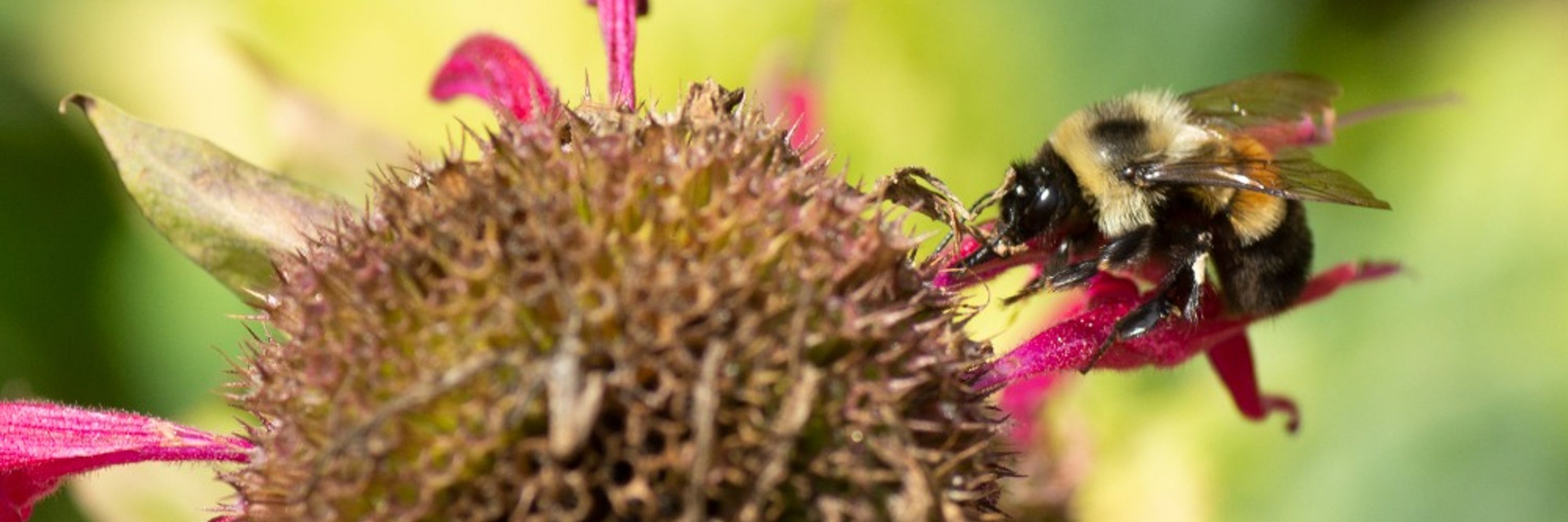 Zach likes bees