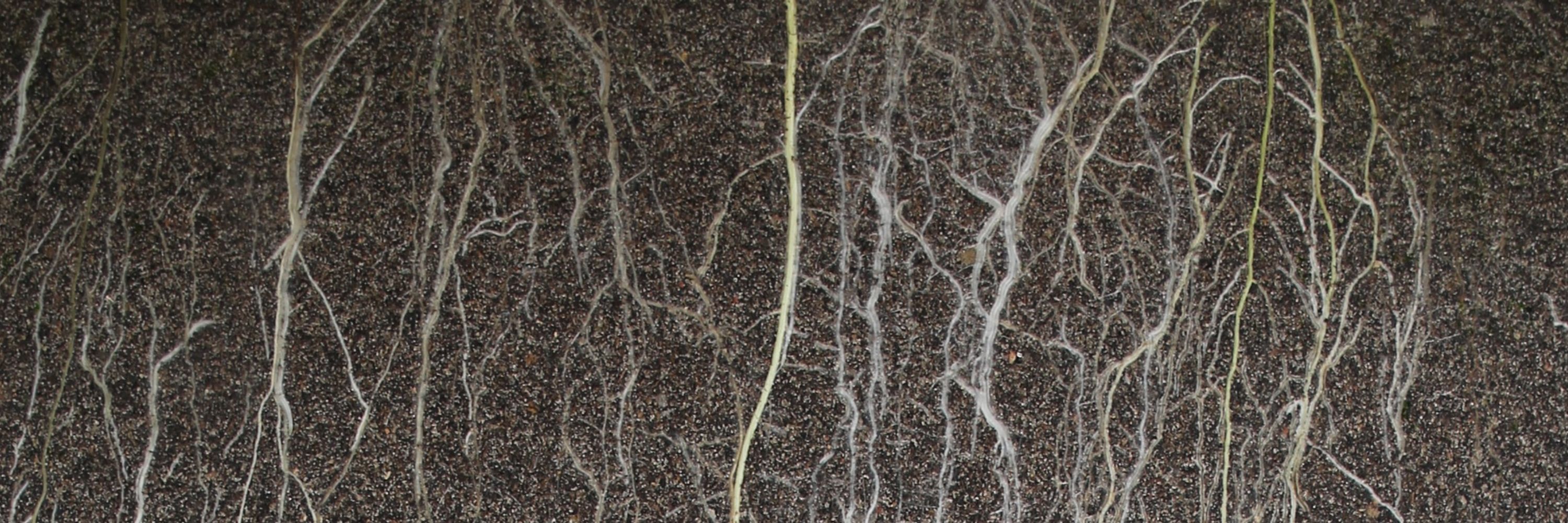 International Society of Root Research