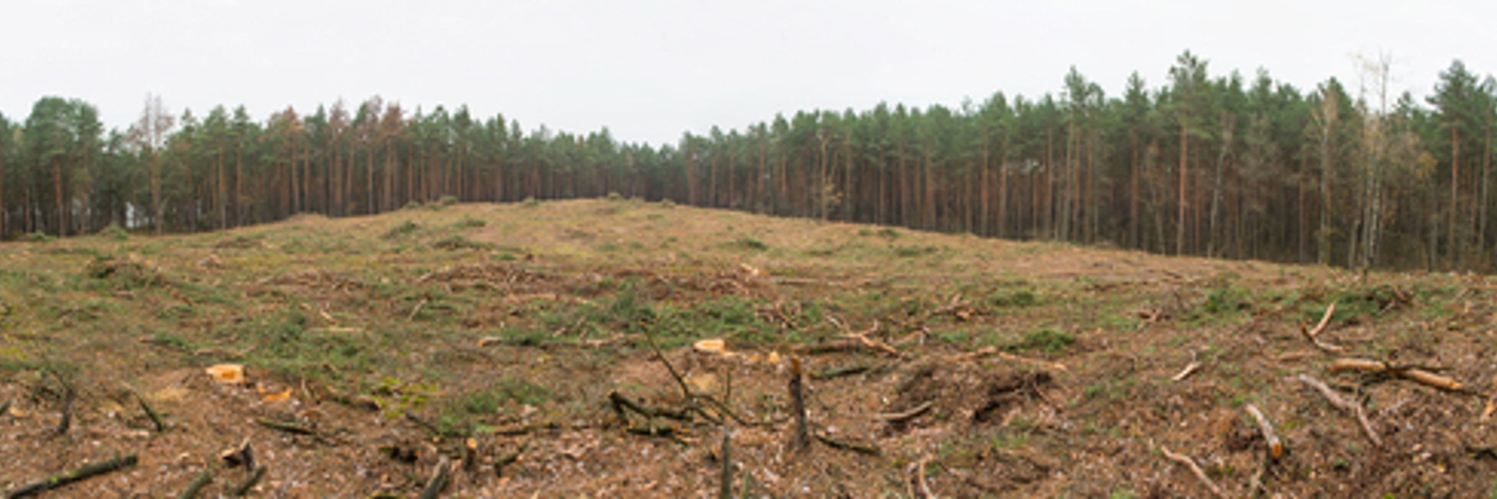 Forest Defenders Alliance