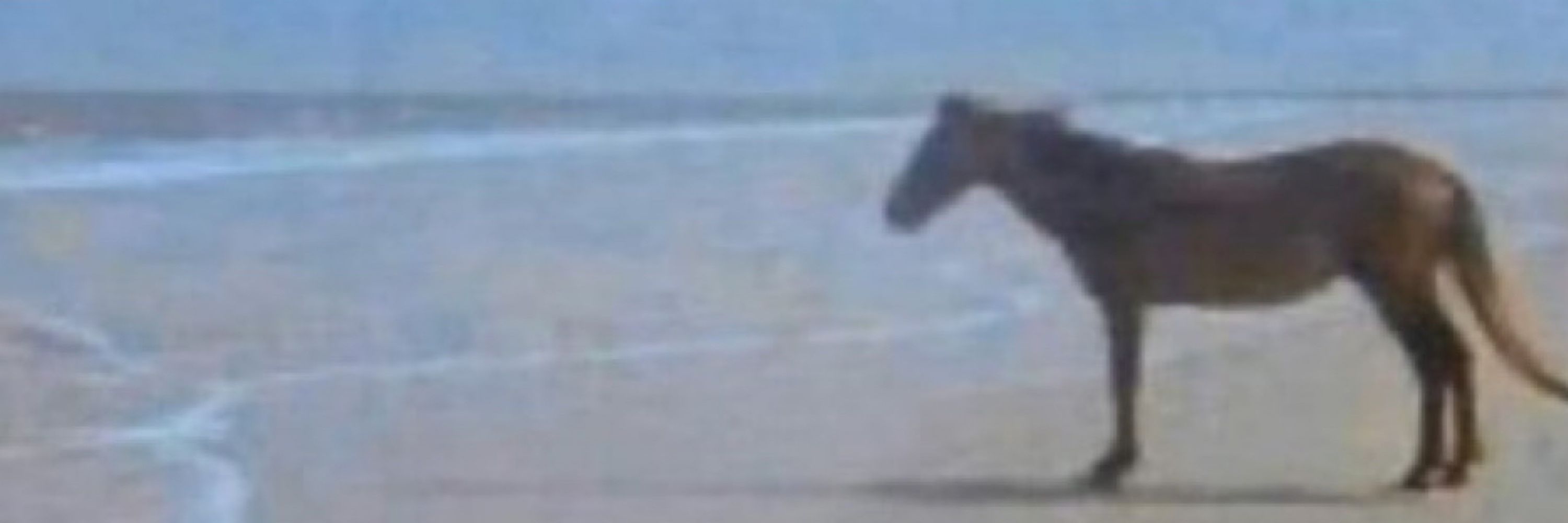 Bojack Horsman