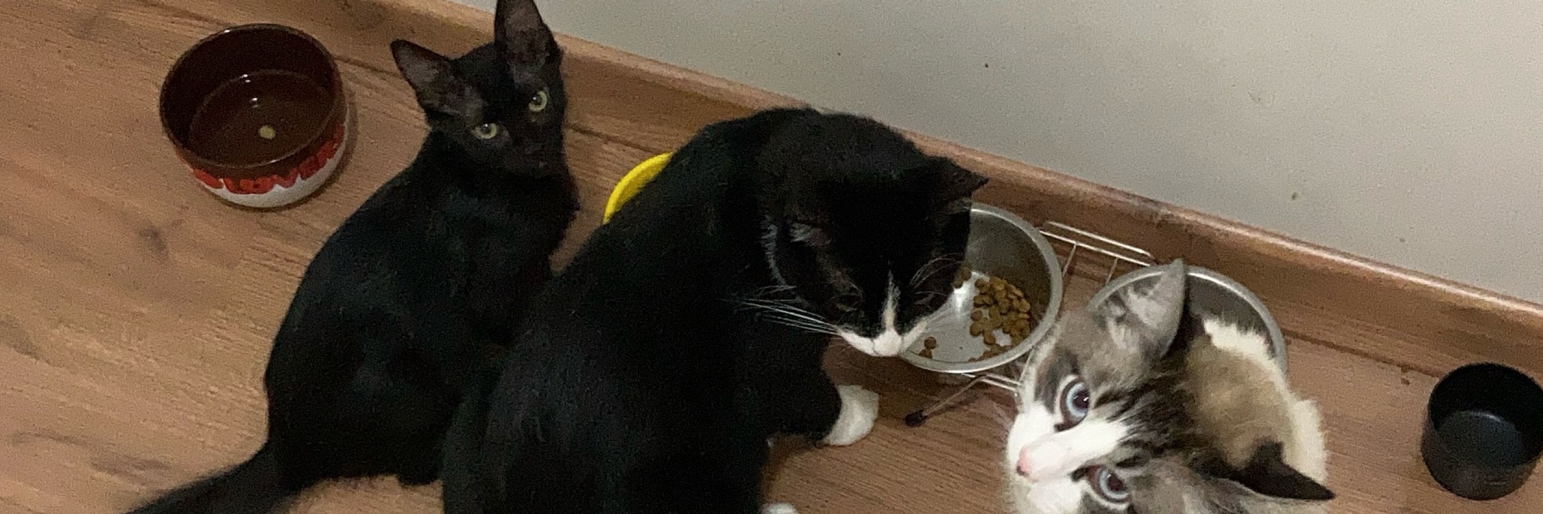isa, childless cat lady 