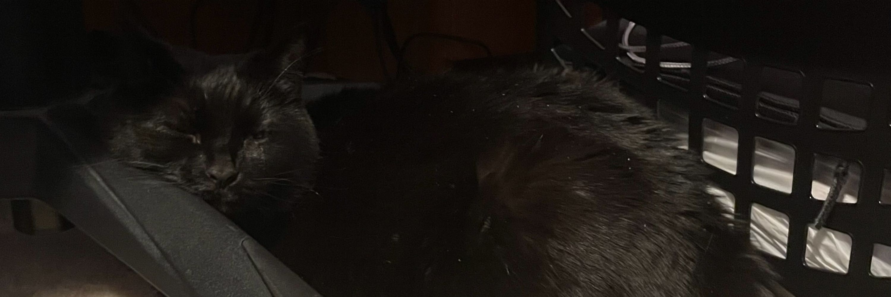 the grumpy bumblebee