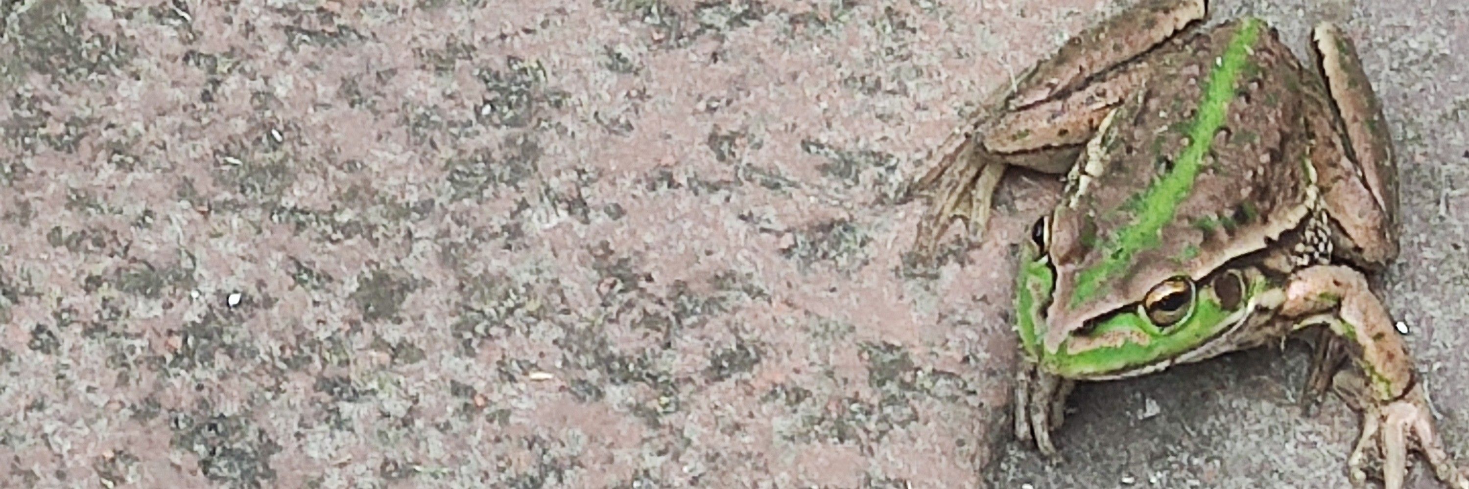 Voidicus