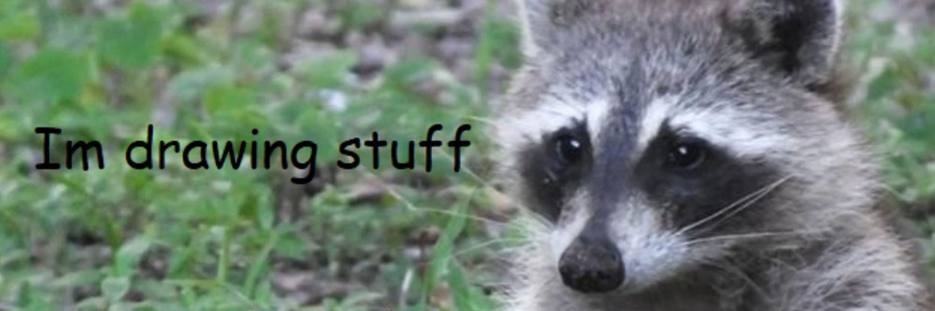 Raccoon Animations